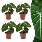 4× Philodendron gloriosum – Ø12 cm, 25 cm de haut