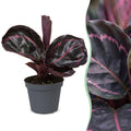 Calathea Dottie® – Ø6 cm, 15 cm de haut