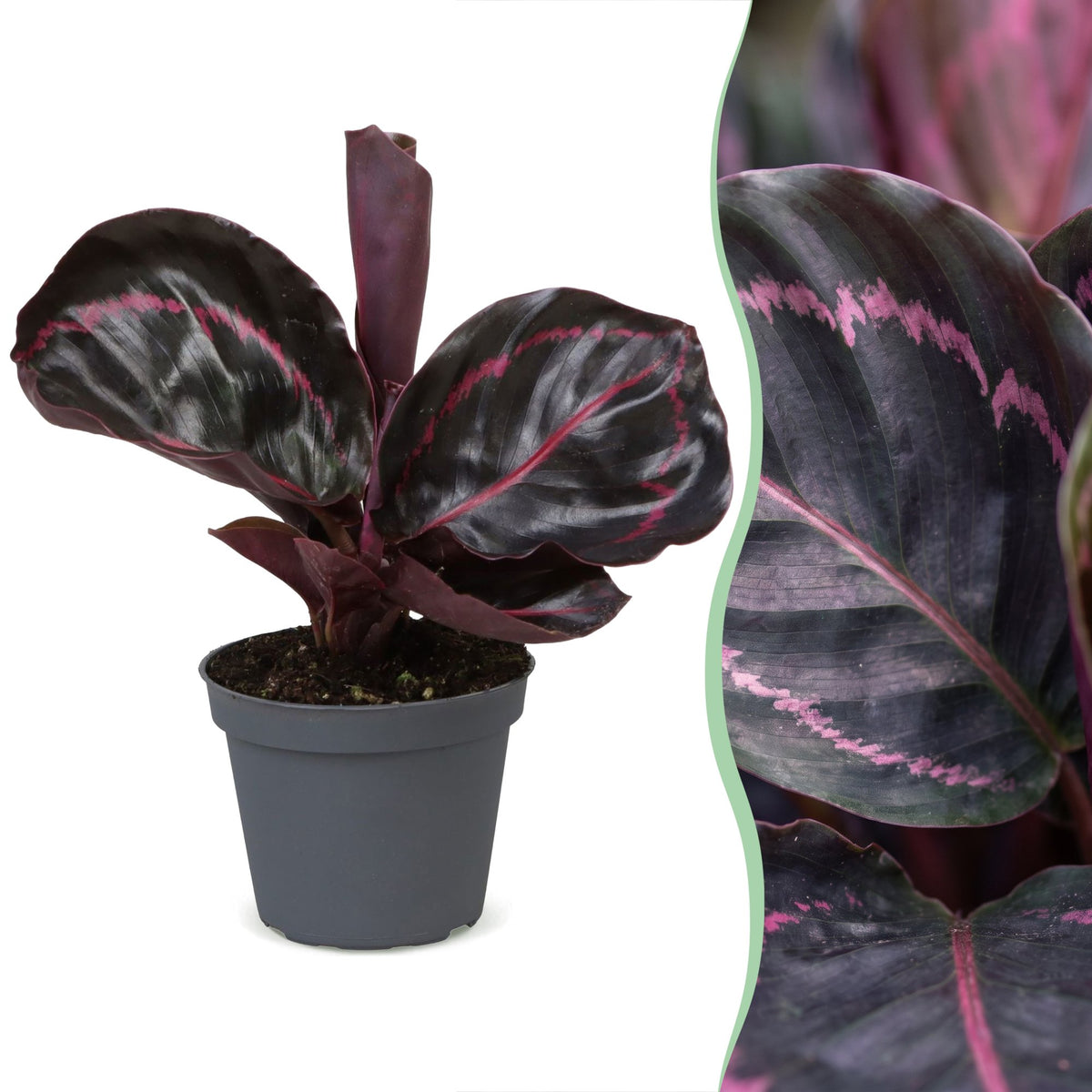 Calathea Dottie® – Ø6 cm, 15 cm de haut
