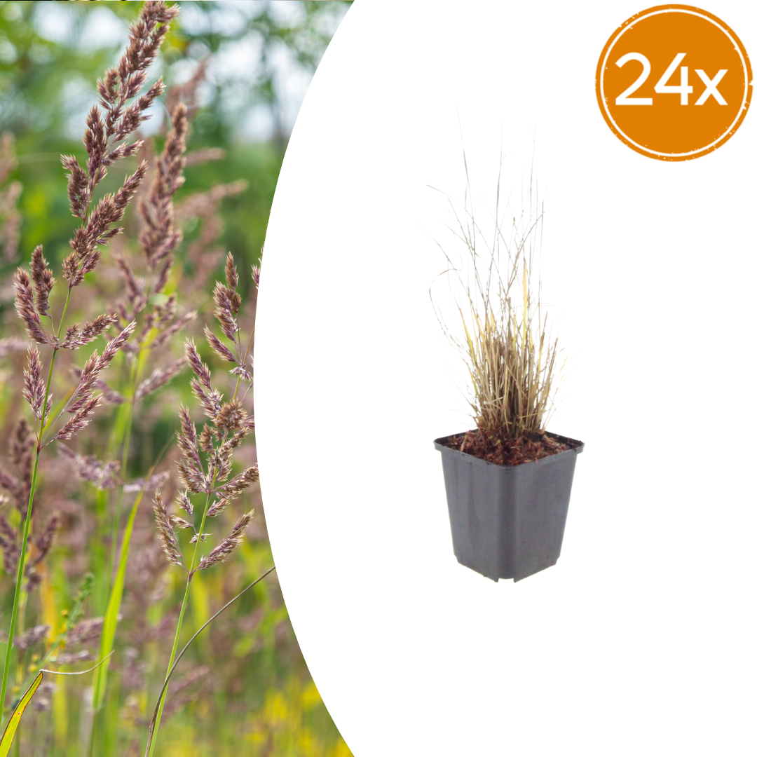 Calamagrostis brachytricha (struisriet) – 24 planten, Ø9 cm, 10–25 cm hoog
