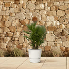 Chamaerops humilis multi-stem (dwarf palm) – Ø50 cm, 220 cm high
