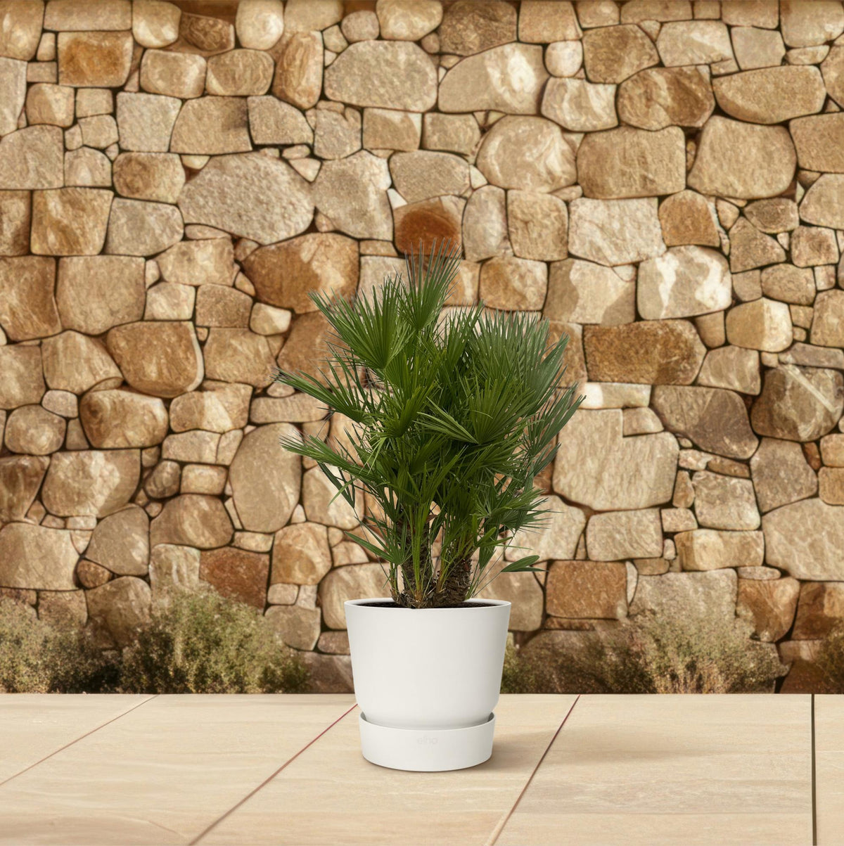 Chamaerops humilis multi-stem (dwarf palm) – Ø50 cm, 220 cm high – photo 4