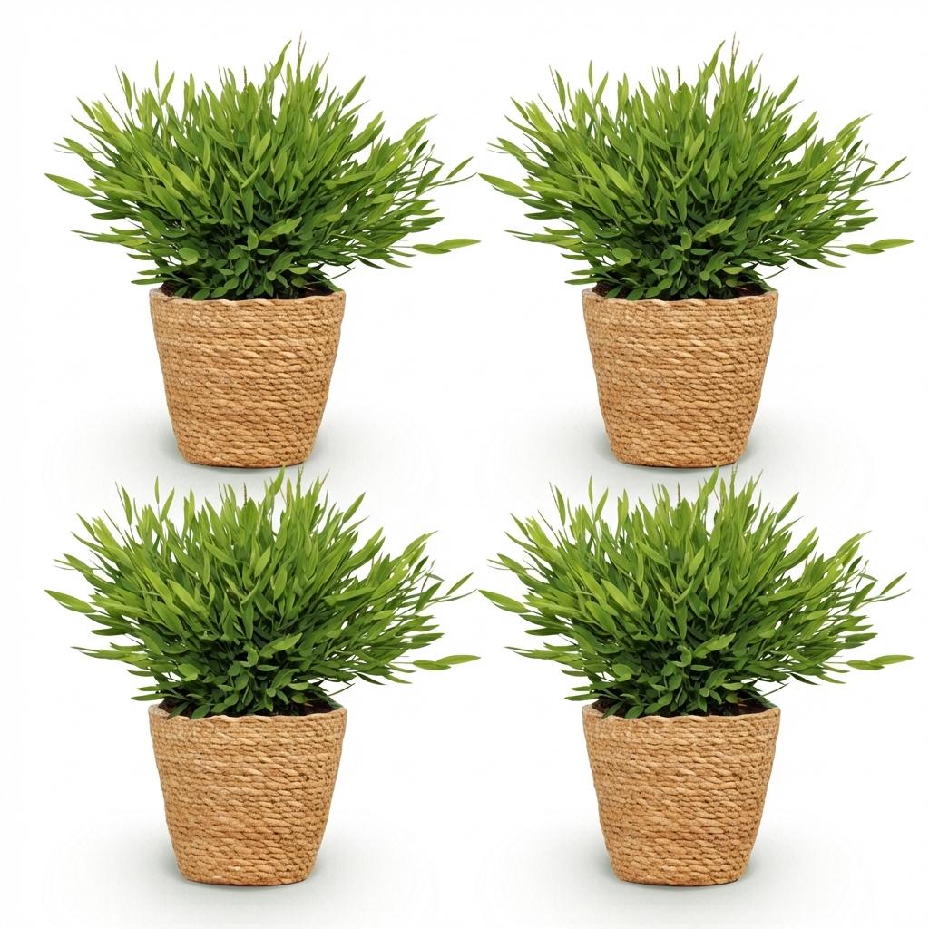 4× Bamusa Pogonatherum Monica (bambusgræs) med kurv – Ø12 cm, 20 cm høj – billede 2