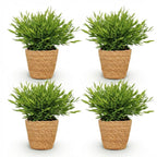 4× Bamusa Pogonatherum Monica (bambusgræs) med kurv – Ø12 cm, 20 cm høj