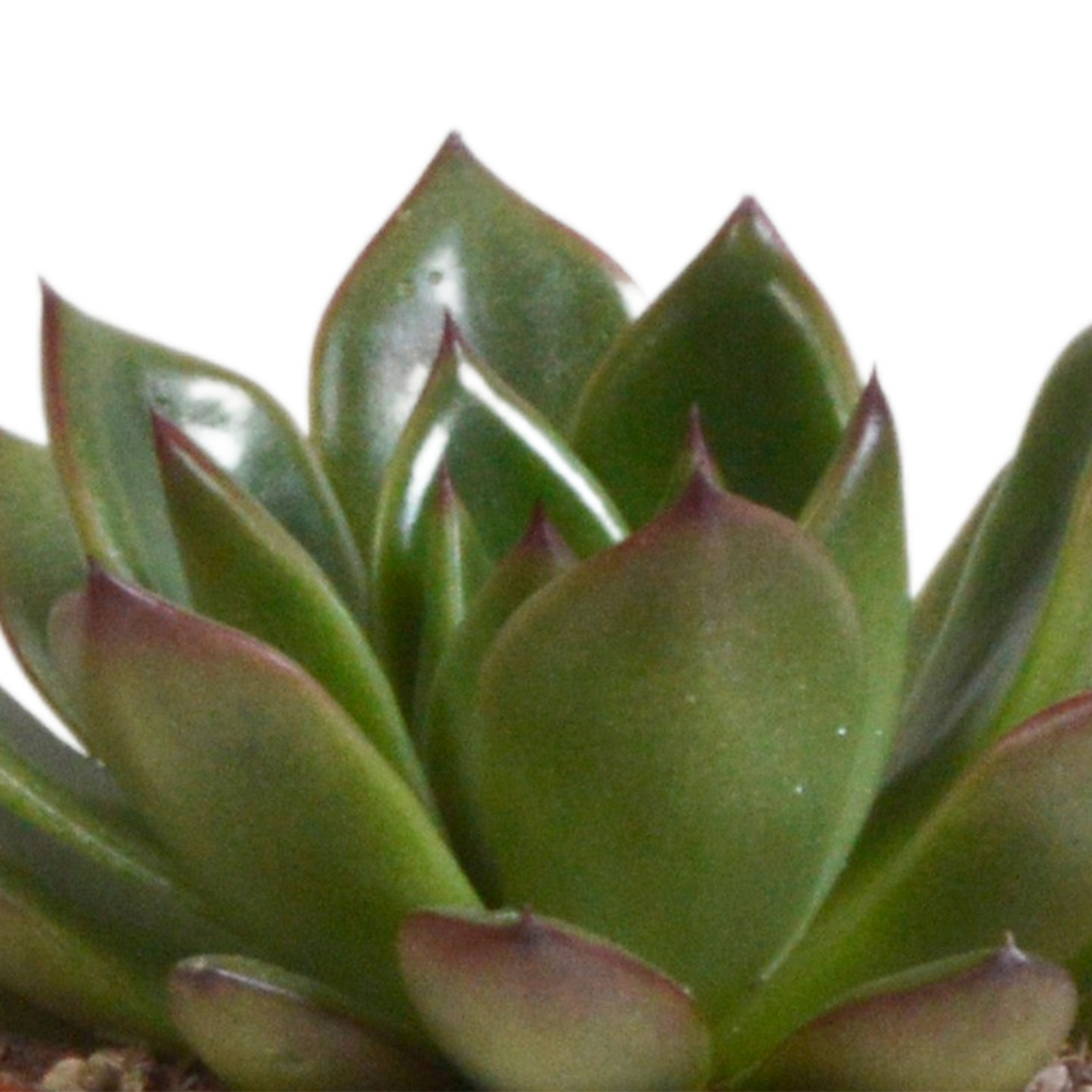 Echeveria-Mix im Terrakottatopf – Ø 9 cm, 15 cm hoch