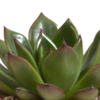 Echeveria-Mix im Terrakottatopf – Ø 9 cm, 15 cm hoch