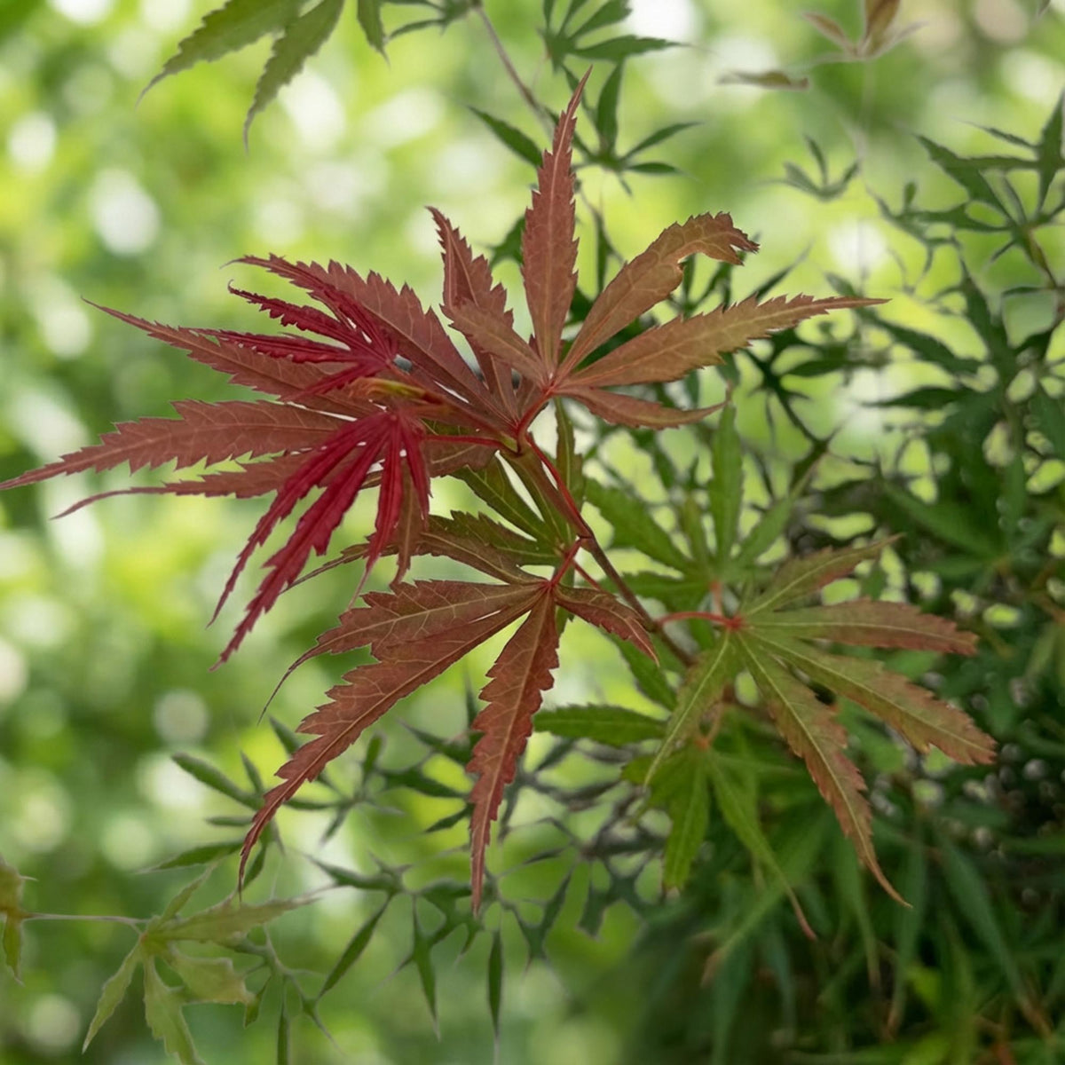 Acer palmatum 'Jerre Swarts' (Japanischer Ahorn) – orange-rot – Ø 26 cm, 90 cm hoch – Bild 6