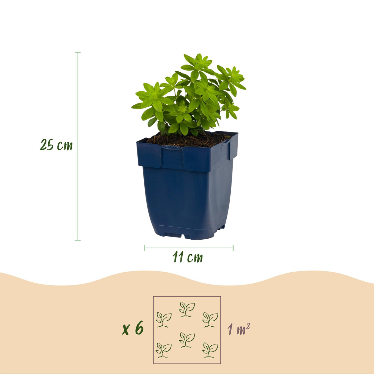 Galium odoratum (walstro) – wit – 6 planten, Ø11 cm, 15–25 cm hoog