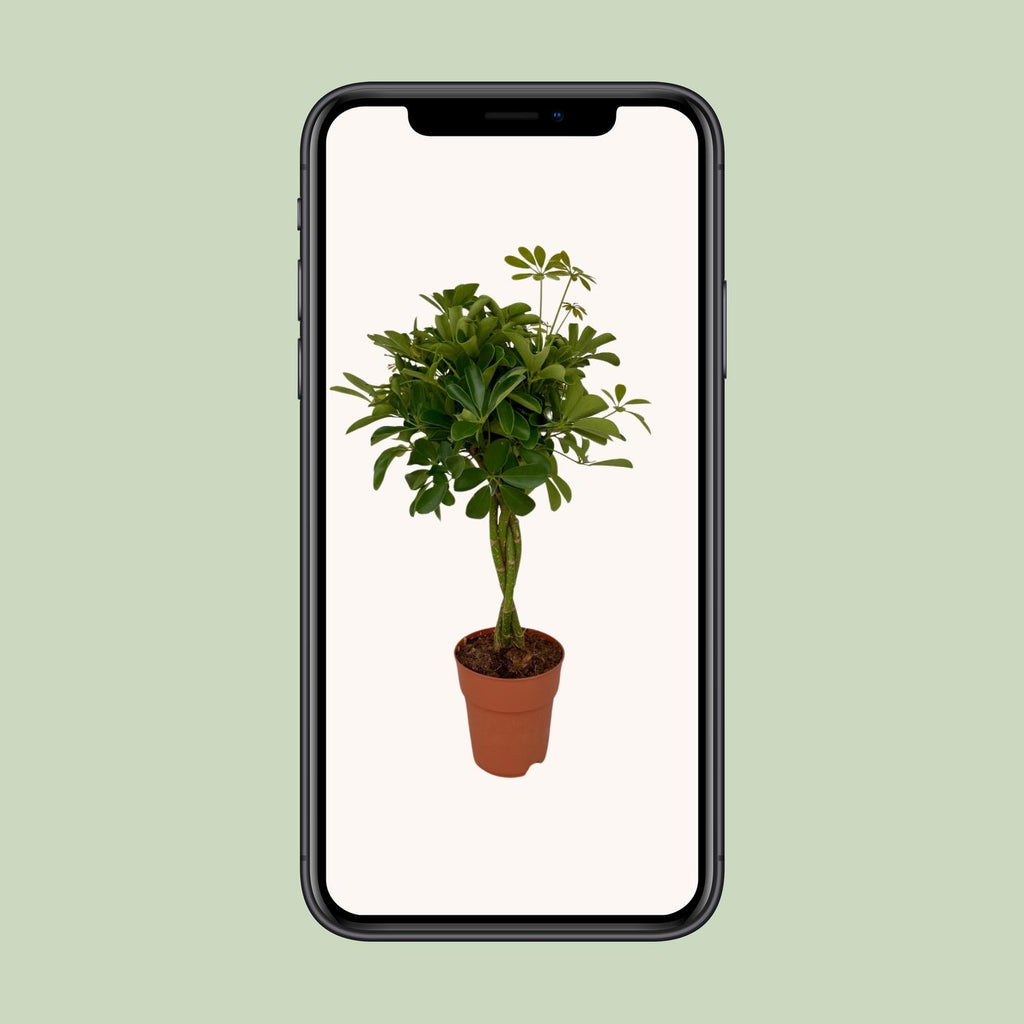 Schefflera Compacta (Dracaena) – Ø19 cm, 80 cm høj