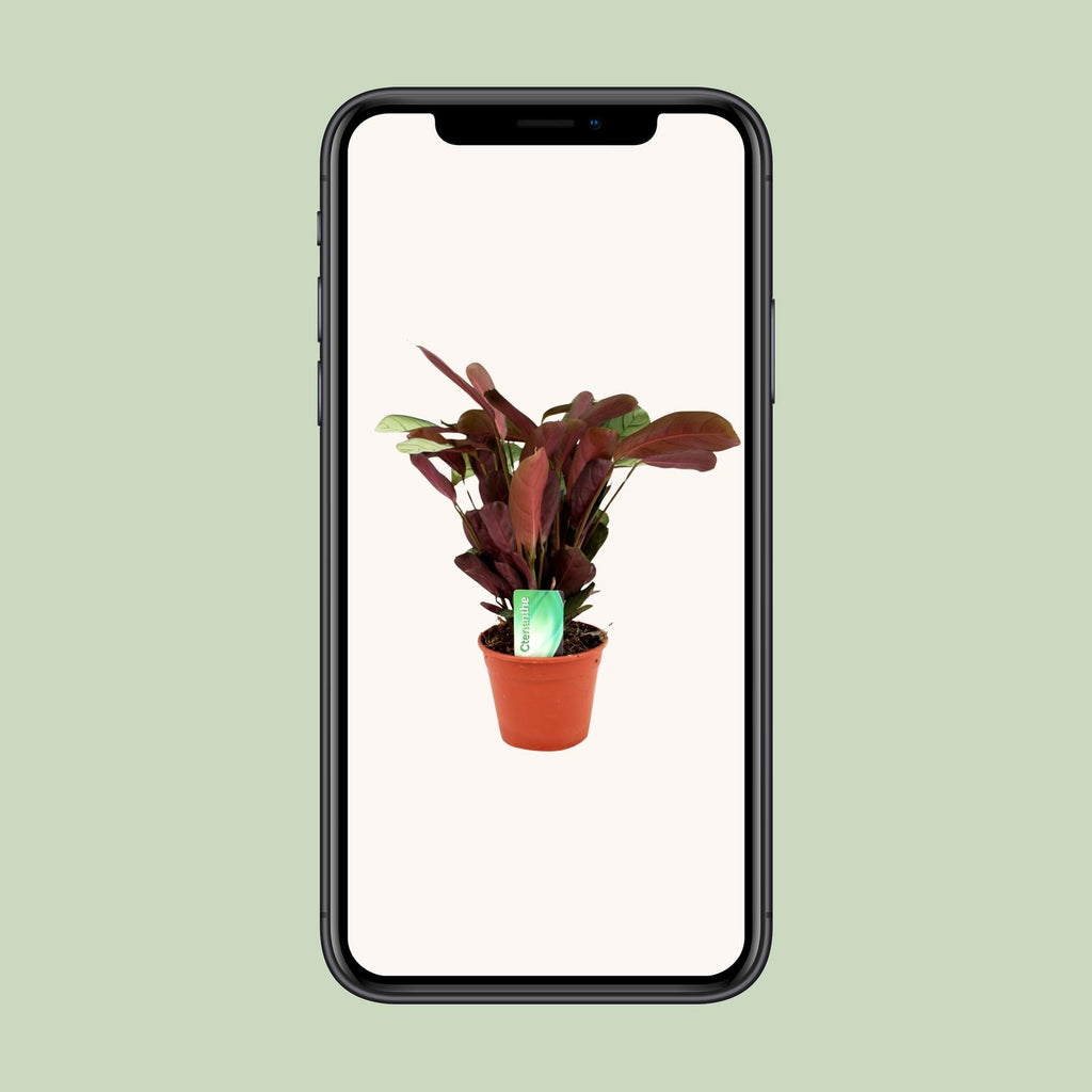 Ctenanthe Amagris (fiskebensplante) – Ø14 cm, 25 cm høj