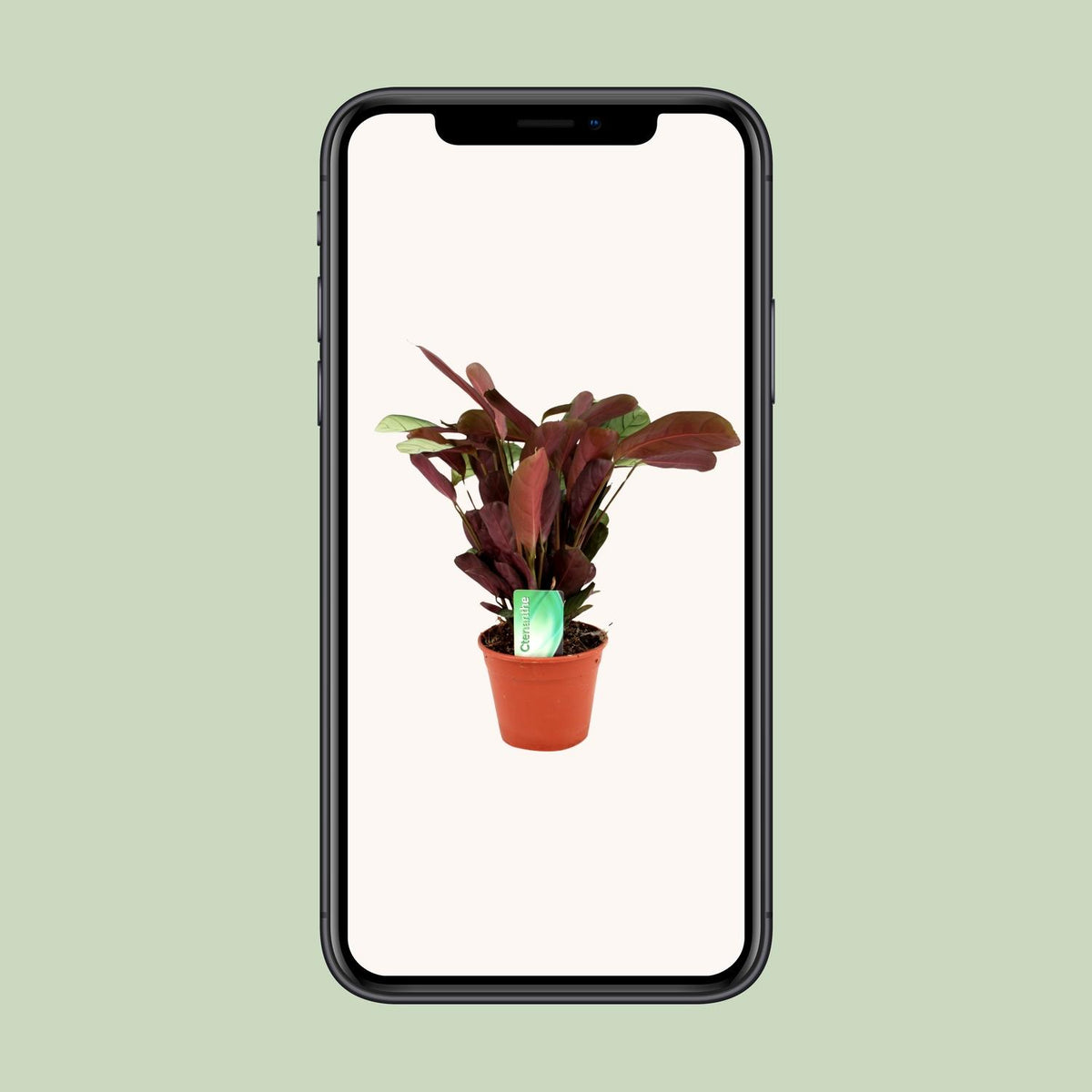 Ctenanthe Amagris (fiskebensplante) – Ø14 cm, 25 cm høj