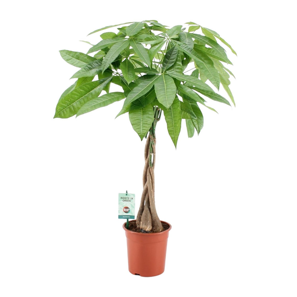 Pachira Aqautica (pengetræ) – Ø19 cm, 80 cm høj