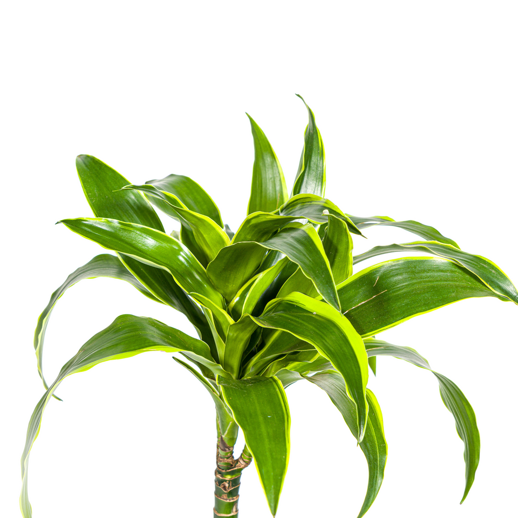 Dracaena Deremensis Dorado (drakenboom) – Ø19 cm, 70–90 cm hoog