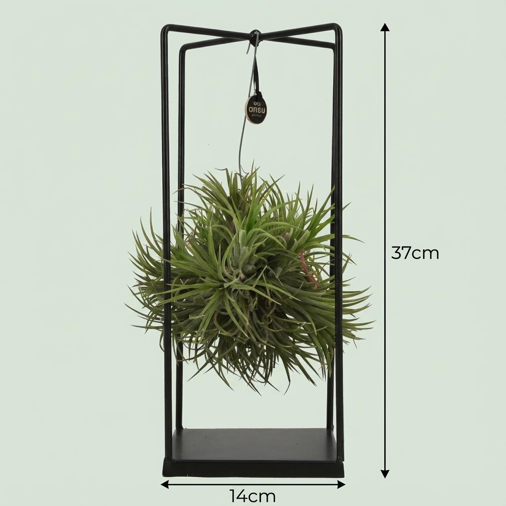 Tillandsia Air Plant in Decor (air plant) – Ø14 cm, 30 cm high – photo 4