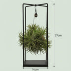 Tillandsia Air Plant in Decor (air plant) – Ø14 cm, 30 cm high