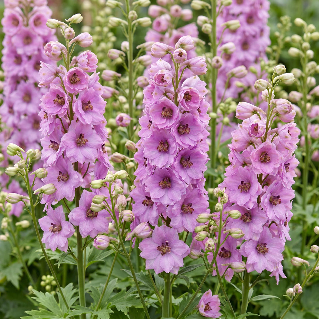 Delphinium 'Astolat' (pied-d'alouette) – rose – Ø11 cm, 15–25 cm de haut – photo 5