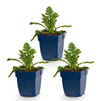 Scabiosa columbaria 'Butterfly Blue' (scabieuse) – violet – 3 plantes, Ø11 cm, 15–25 cm de haut
