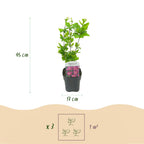 Hibiscus syriacus 'Tricolour' (Syrischer Hibiskus) – rosa-weiß-blau – 3 Pflanzen, Ø 17 cm, 45 cm hoch