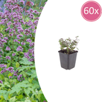Origanum laevigatum 'Herrenhausen' (origan) – 60 plants, Ø9 cm, 10–25 cm de haut