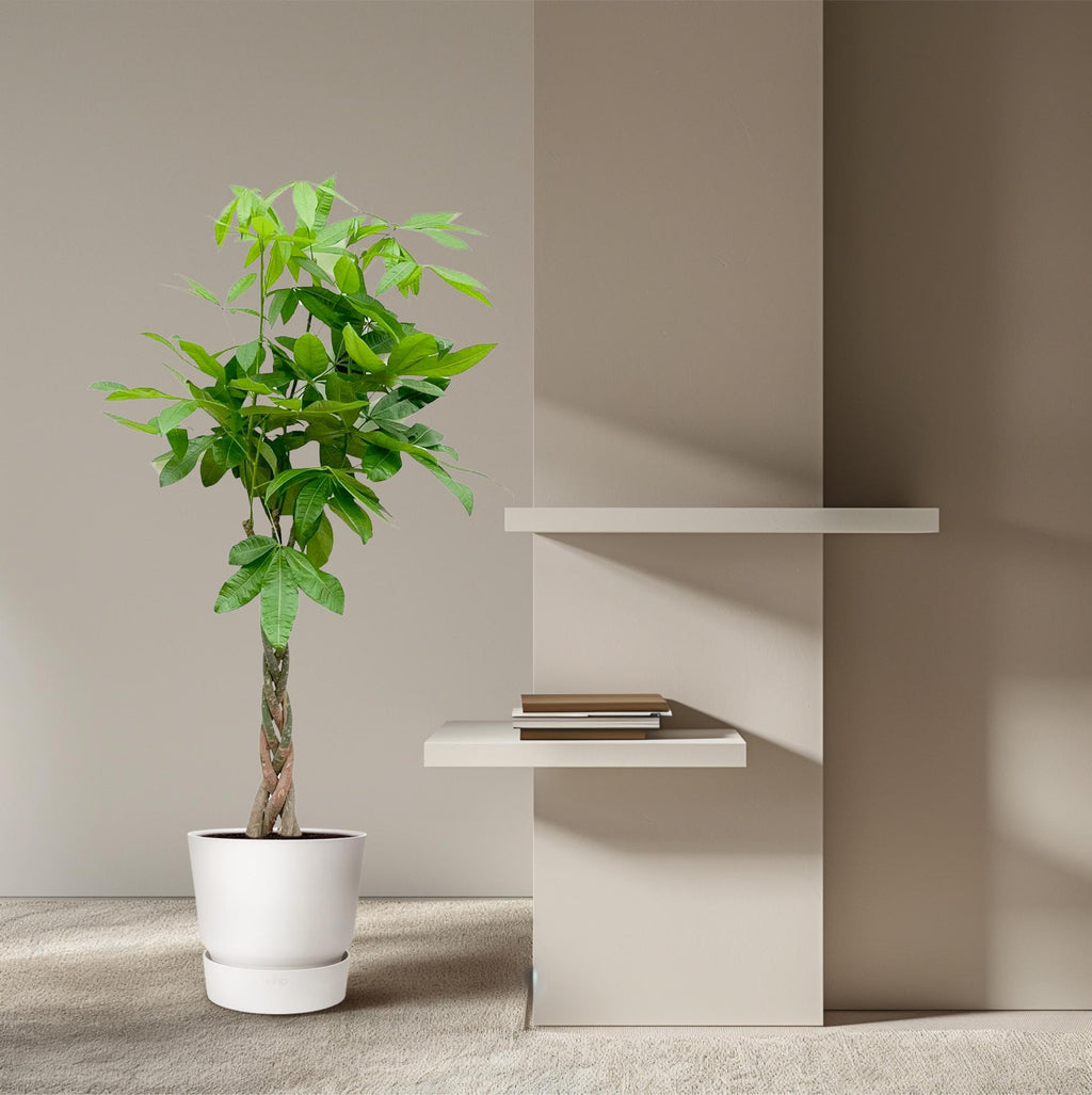 Pachira aquatica (money tree) – Ø21 cm, 100 cm high – photo 4