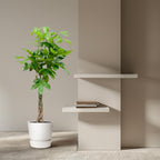 Pachira aquatica (money tree) – Ø21 cm, 100 cm high