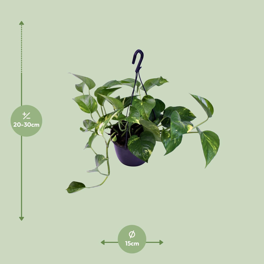 Epipremnum aureum (Scindapsus) – Ø 15 cm, 30 cm hoch