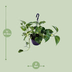 Epipremnum aureum (Scindapsus) – Ø 15 cm, 30 cm hoch