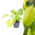 Philodendron Neon – Ø6 cm, 15 cm høj