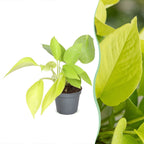 Philodendron Neon – Ø6 cm, 15 cm høj