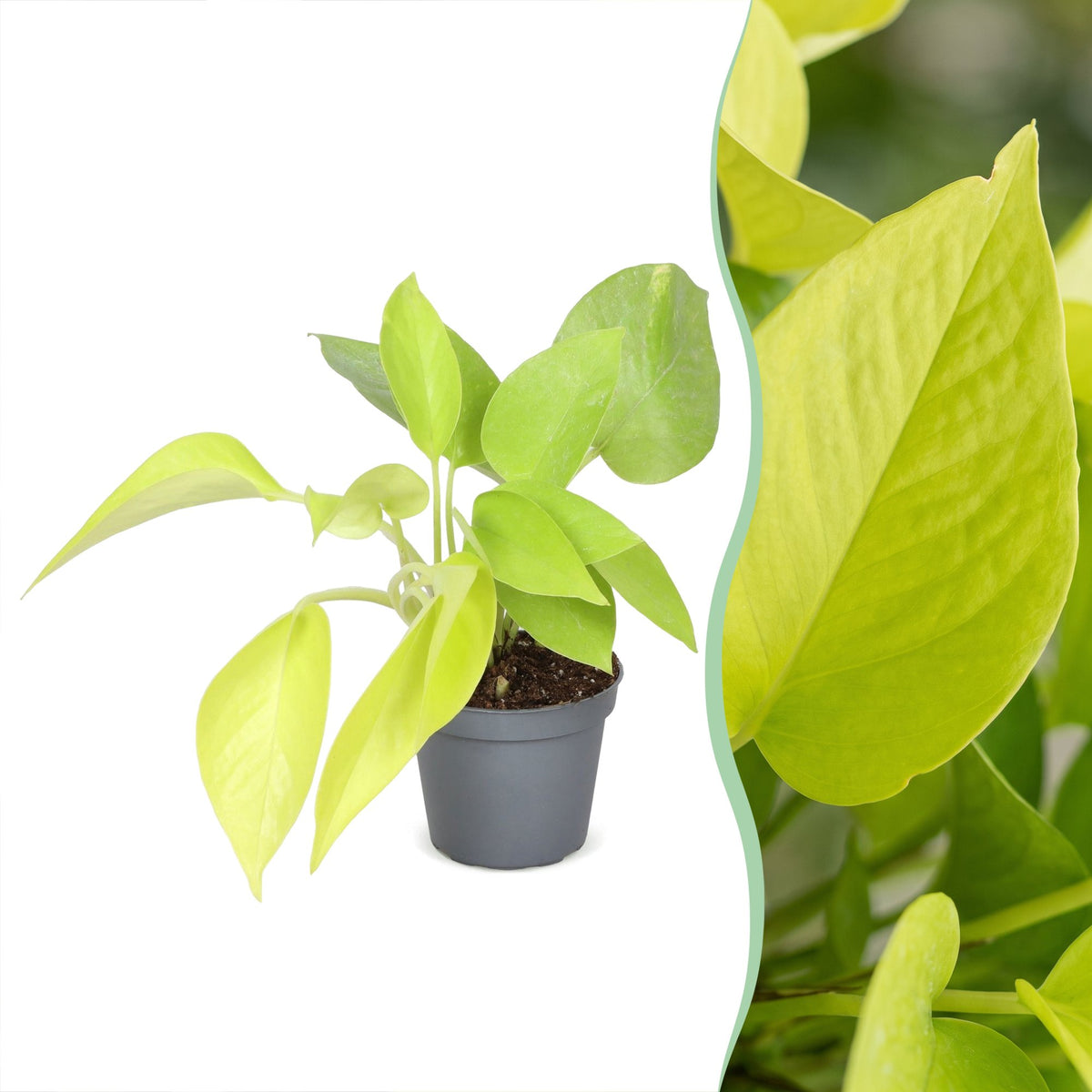 Philodendron Neon – Ø6 cm, 15 cm høj