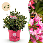 Rhododendron 'Bloombux Magenta' (Rhododendron) – 2 Pflanzen, Ø 23 cm, 45–55 cm hoch