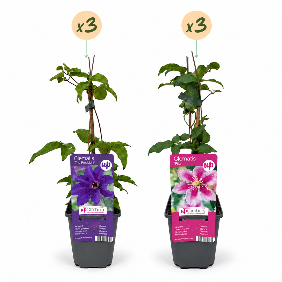 Clematis 'Duo Purple & Pink' (bosrank) – paars-roze-wit – 6 planten, Ø9 cm, 35 cm hoog