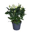 Rosa wit (potroos) – Ø17 cm, 45 cm hoog