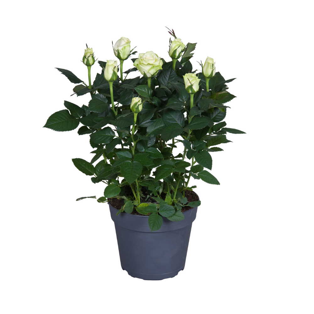 Rosa wit (potroos) – Ø17 cm, 45 cm hoog