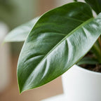 Philodendron Imperial Green dans pot de culture blanc – Ø19 cm, 65 cm de haut
