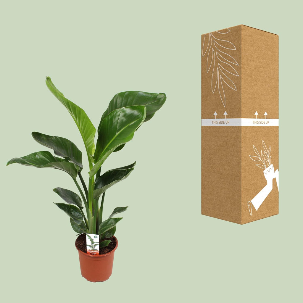 Strelitzia nicolai (weiße Paradiesvogelblume) – Ø17 cm, 70 cm hoch