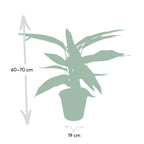 Calathea Triostar – Ø19 cm, 70 cm hög