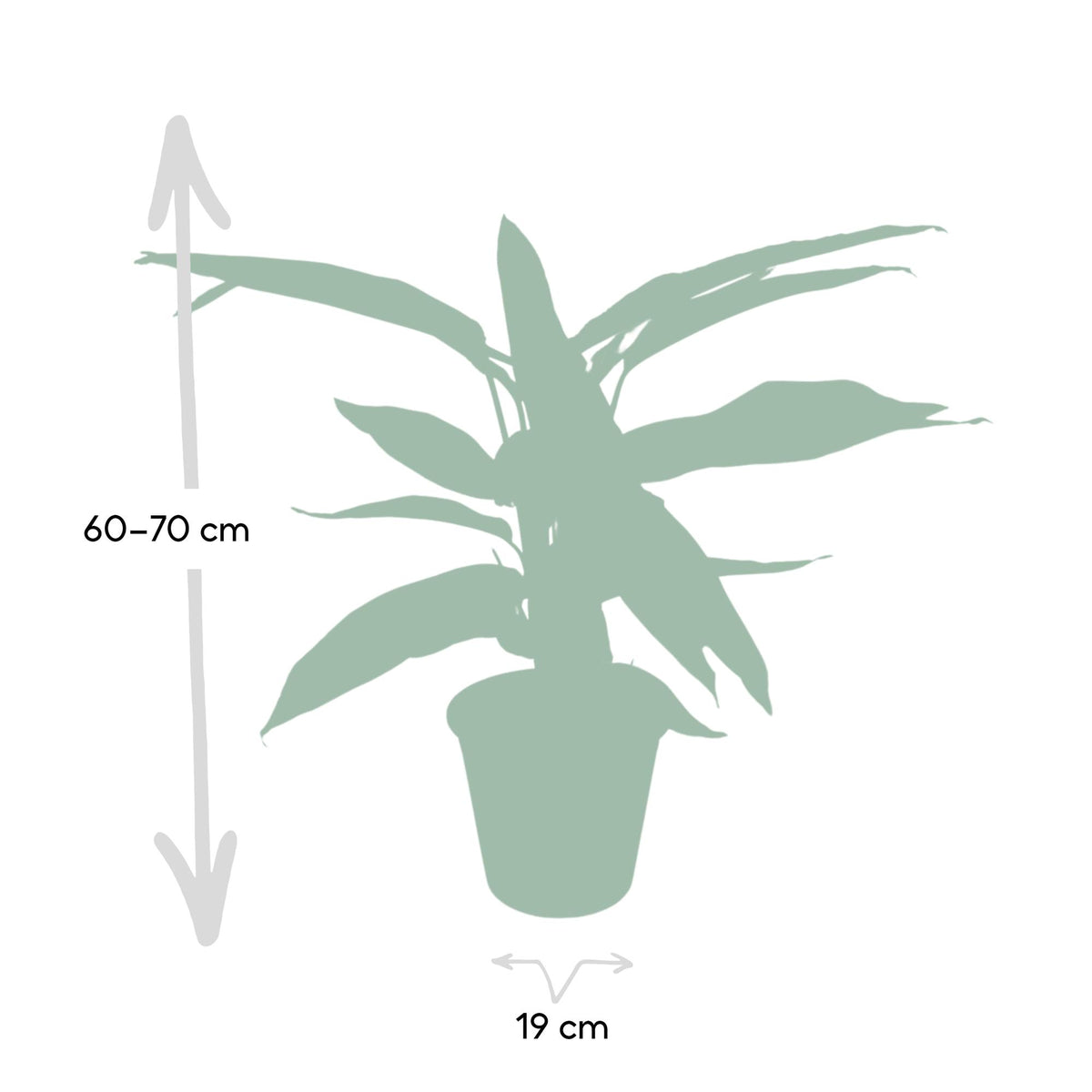 Calathea Triostar – Ø19 cm, 70 cm de haut