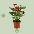 Anthurium Calon In Transparant Sleeve (flamingoplant) – Ø12 cm, 36 cm hoog