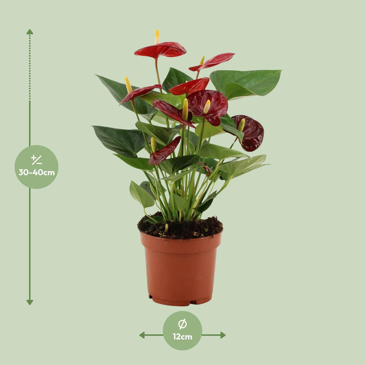 Anthurium Calon in transparenter Folie (Flammenlilie) – Ø 12 cm, 36 cm hoch