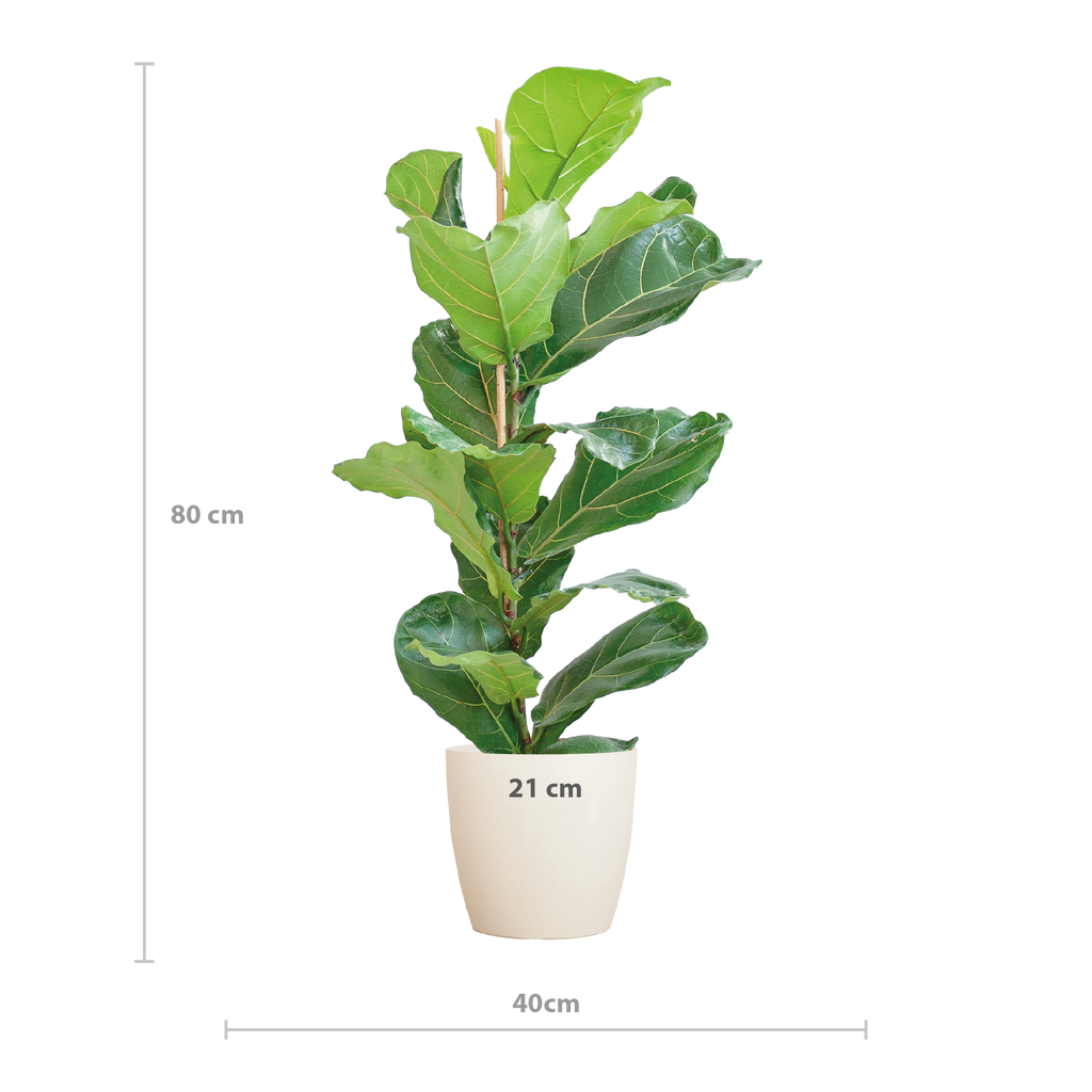 Ficus lyrata (vioolbladplant) in Potter-sierpot pot – Ø21 cm, 80 cm hoog – wit