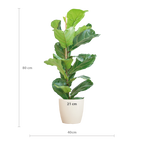 Ficus lyrata (vioolbladplant) in Potter-sierpot pot – Ø21 cm, 80 cm hoog – wit