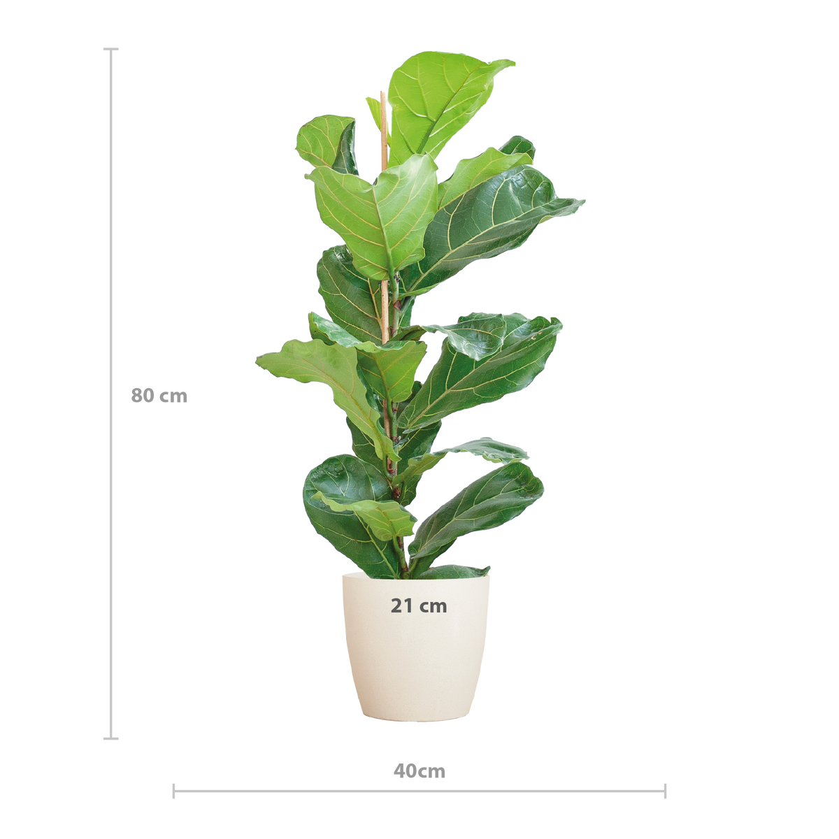 Ficus lyrata (vioolbladplant) in Potter-sierpot pot – Ø21 cm, 80 cm hoog – wit