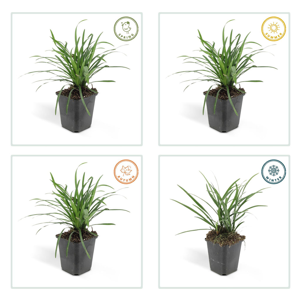 Liriope muscari 'Big Blue' (lily grass) – 60 plants, Ø9 cm, 10–25 cm high – photo 4