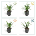 Liriope muscari 'Big Blue' (lily grass) – 60 plants, Ø9 cm, 10–25 cm high