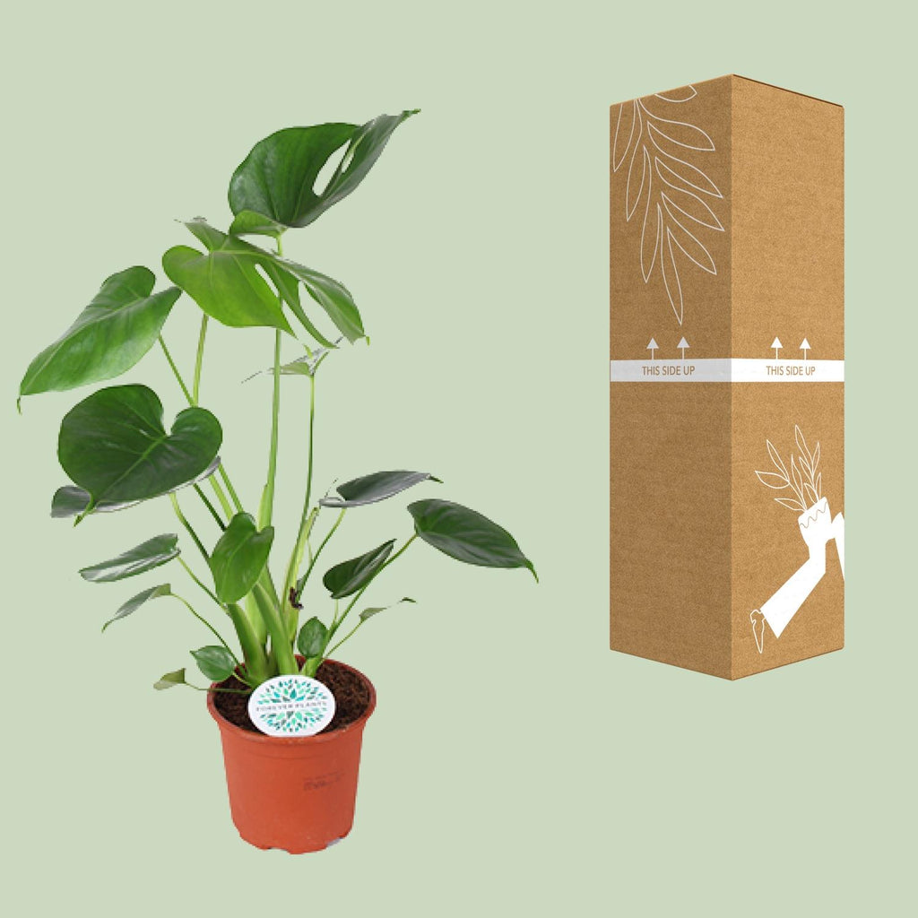 Monstera deliciosa (gatenplant) – Ø14 cm, 45 cm hoog
