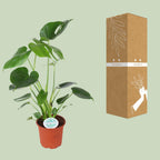 Monstera deliciosa (gatenplant) – Ø14 cm, 45 cm hoog