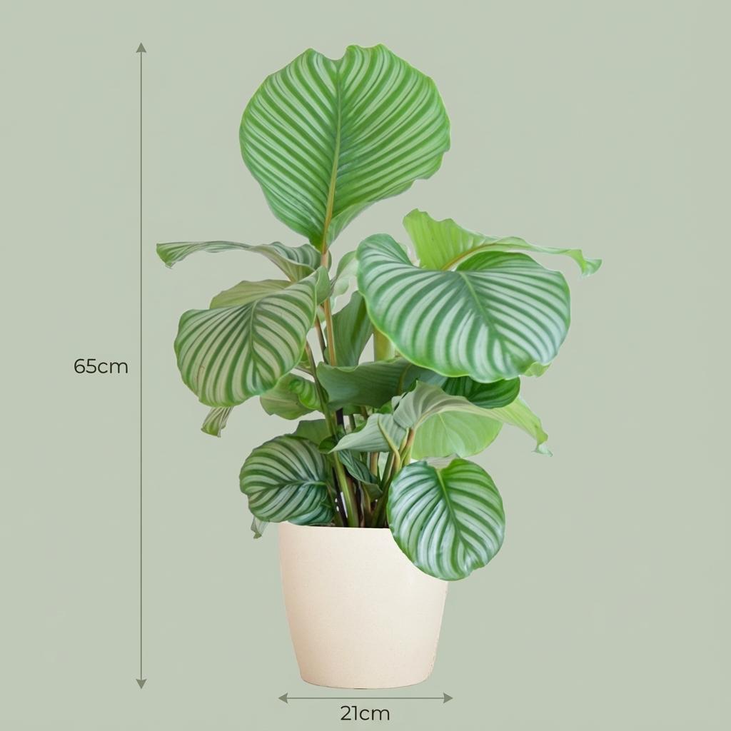 Calathea orbifolia i hvid Potter-pyntepotte – Ø21 cm, 65 cm høj