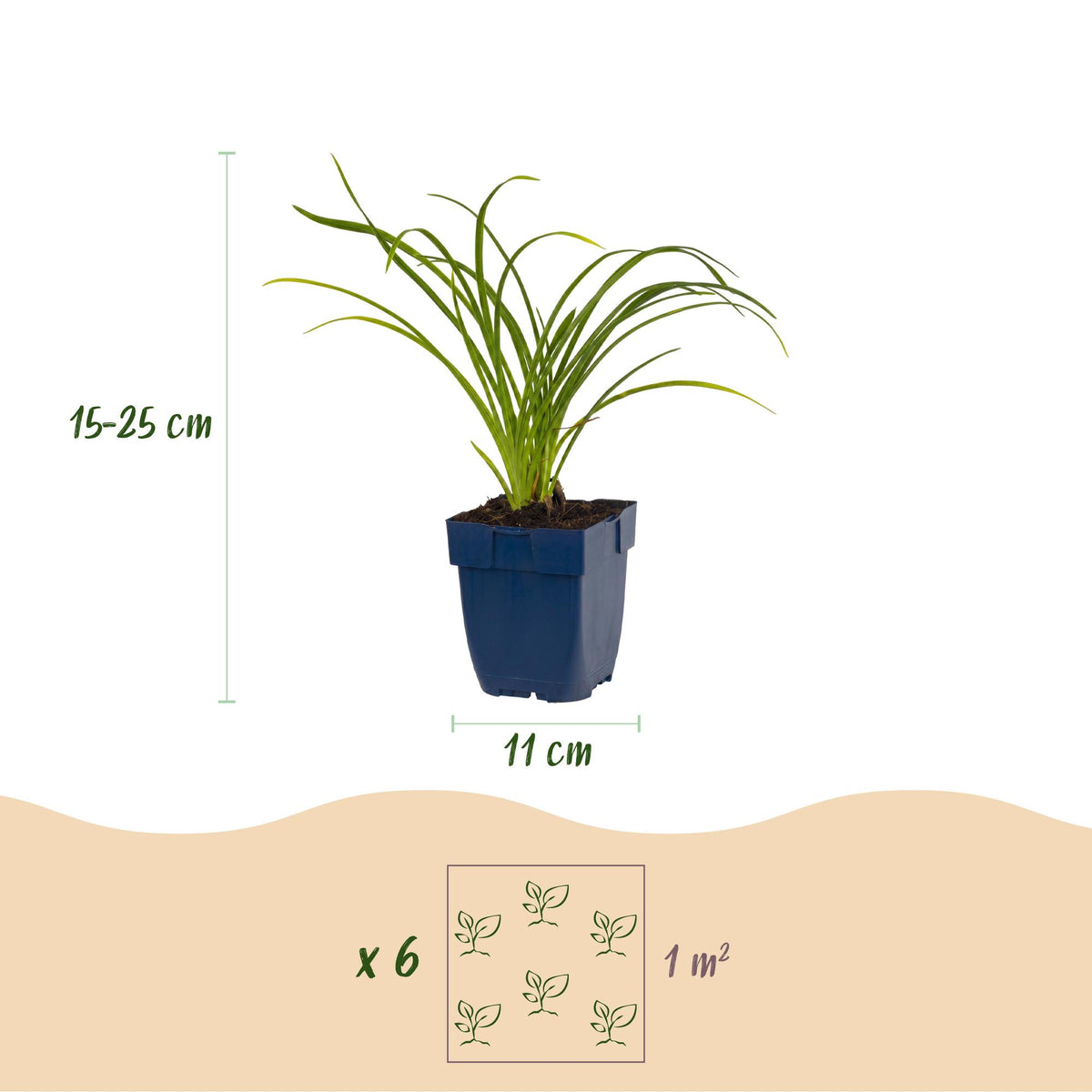 Hemerocallis 'Stella D’Oro' (daglelie) – geel – Ø11 cm, 15–25 cm hoog