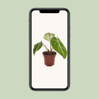 Philodendron selloum Atom – Ø12 cm, 25 cm hoog